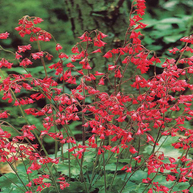 Heuchera sanguinea 'Ruby Bells' – Coral Bells, Alum Root