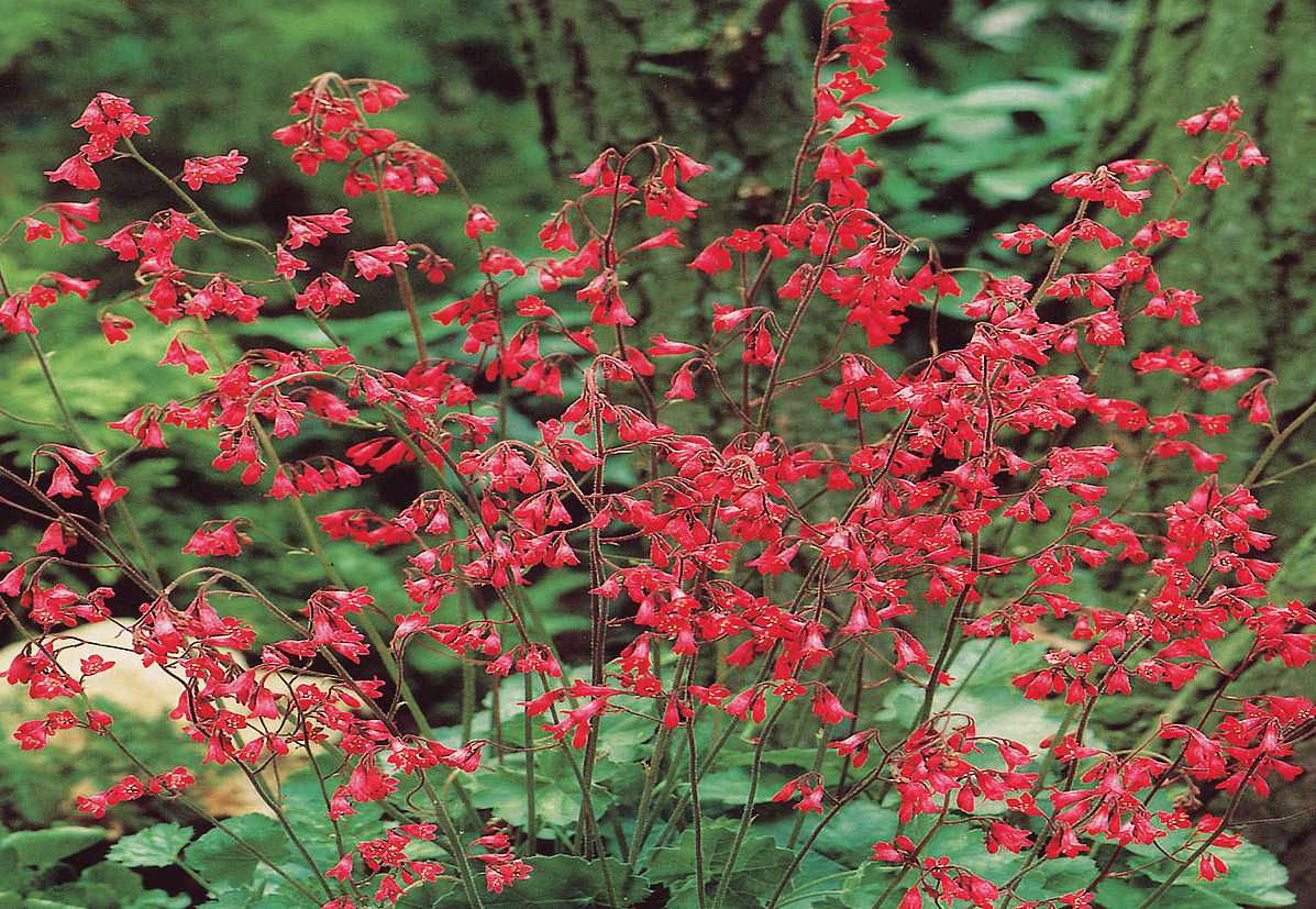 Heuchera sanguinea 'Ruby Bells' – Coral Bells, Alum Root