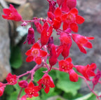 Heuchera sanguinea 'Coral Petite' – Coral Bells
