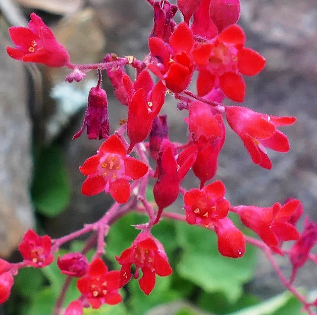 Heuchera sanguinea 'Coral Petite' – Coral Bells