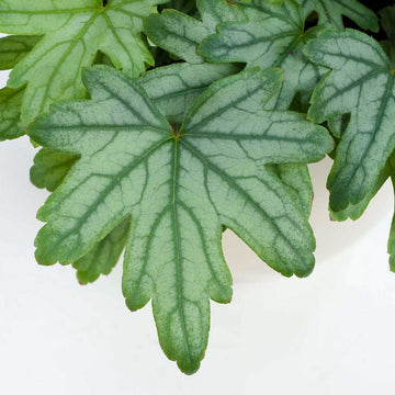 HEUCHERELLA Kirella 'Fresh Green'