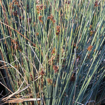 JUNCUS patens 'Elk Blue' (Available Now)