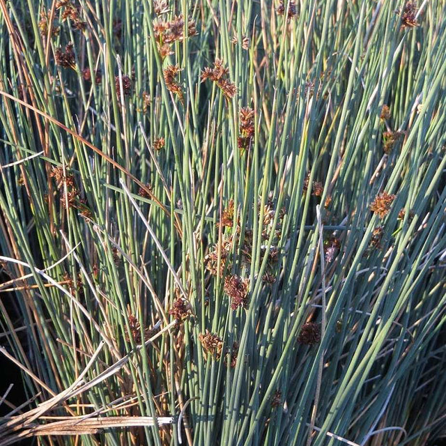 Juncus patens 'Elk Blue' – California Gray Rush
