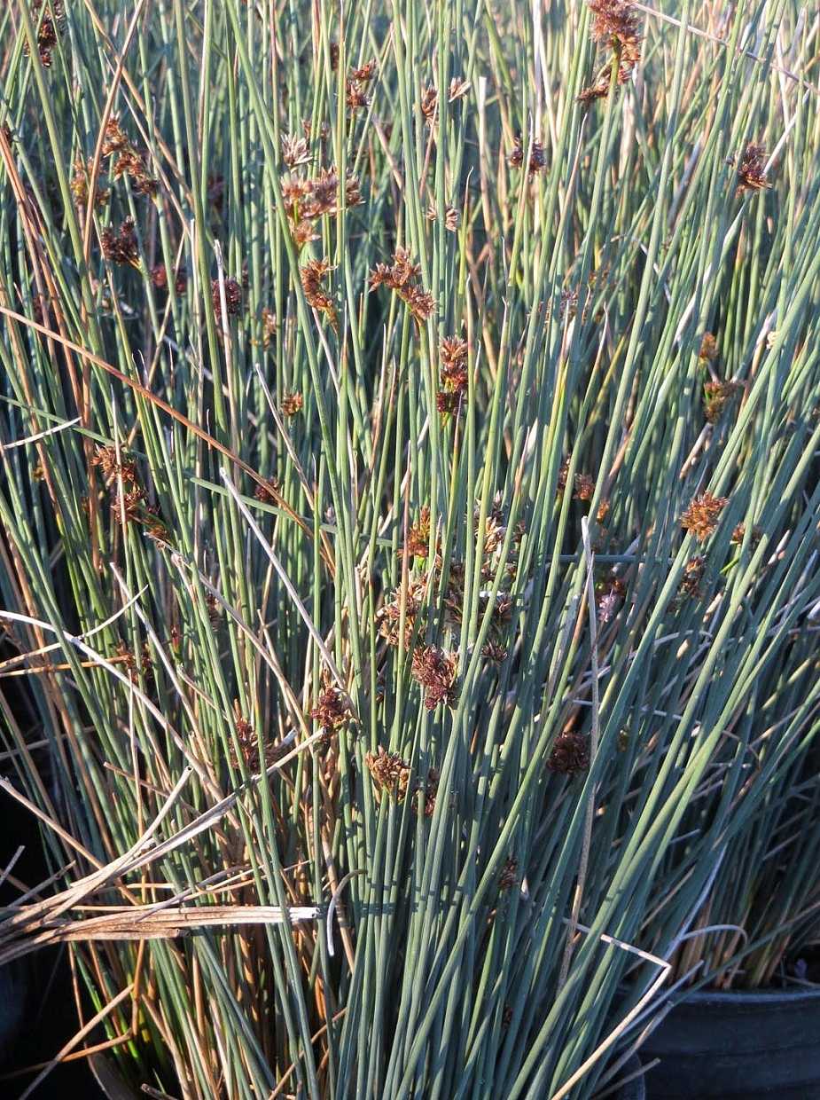 JUNCUS patens 'Elk Blue' (Available Now)