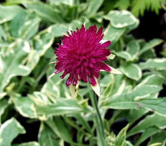 Knautia macedonica 'Thunder and Lightning' – Field Scabiosa