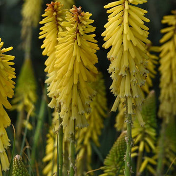 Kniphofia uvaria 'Glowstick' – Red Hot Poker, Torch Lily