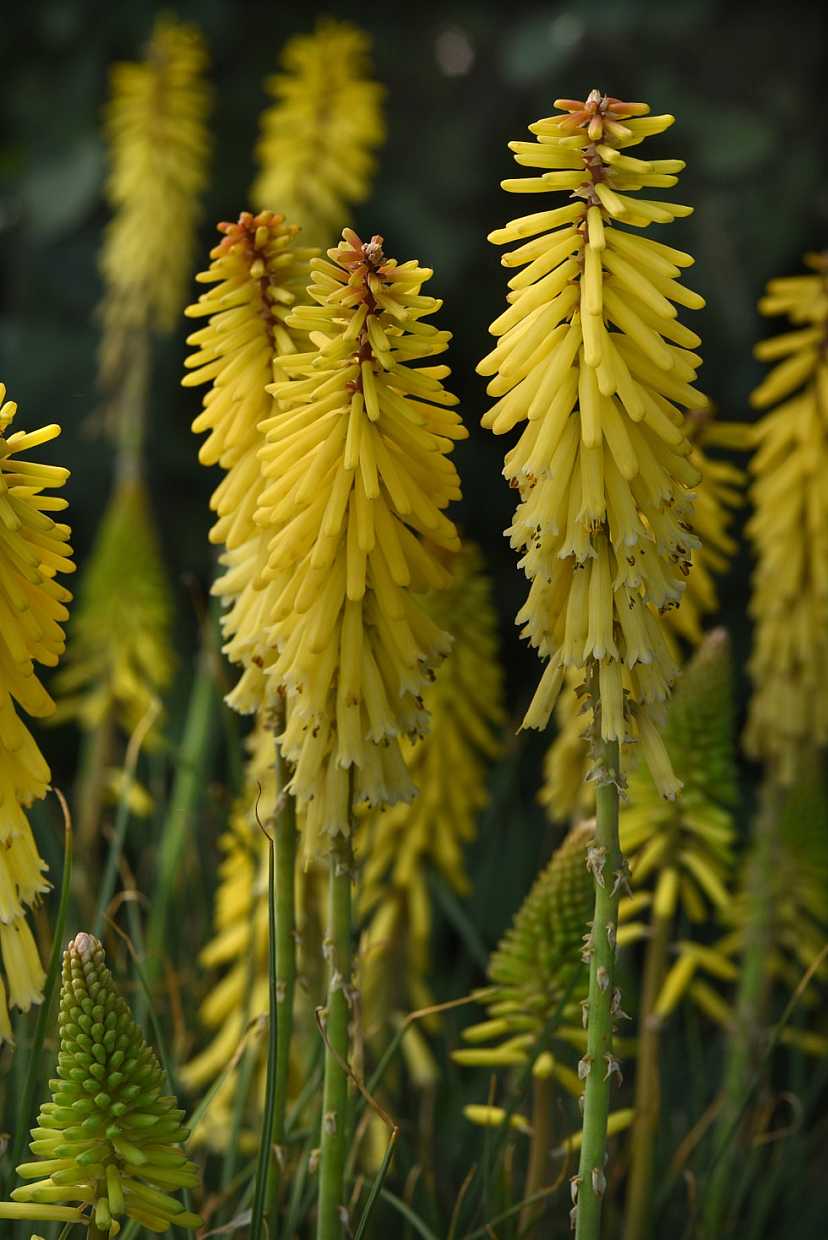 Kniphofia uvaria 'Glowstick' – Red Hot Poker, Torch Lily