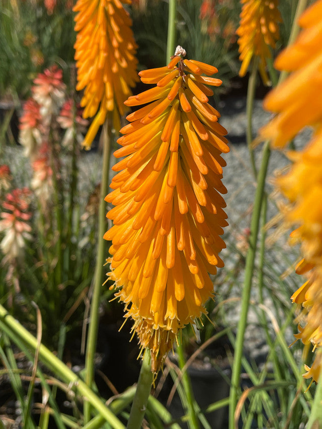 Kniphofia 'Mango Popsicle' – Torch Lily