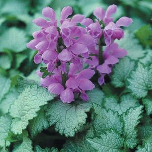 Lamium maculatum 'Orchid Frost' – Spotted Dead Nettle