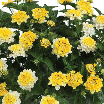 LANTANA camara Gem 'Compact Yellow Topaz'