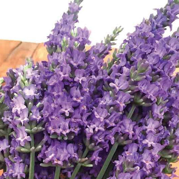 Lavandula x intermedia 'Sensational' – Compact Lavender