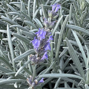 Lavandula angustifolia 'Forever Blue' – English Lavender