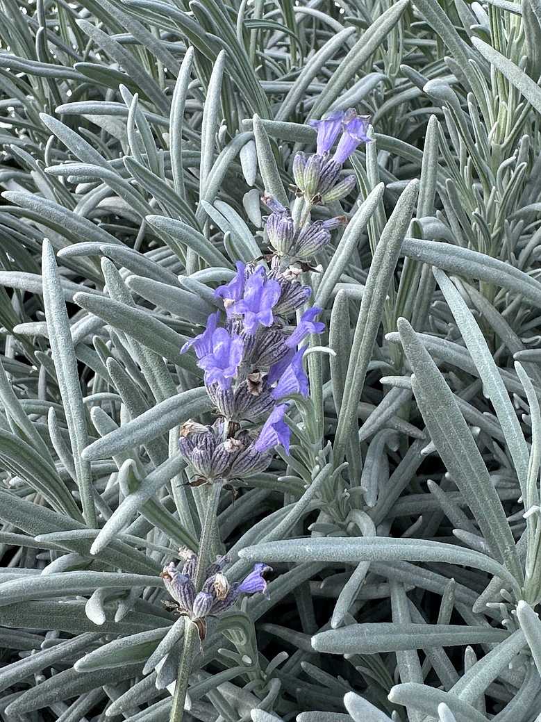Lavandula angustifolia 'Forever Blue' – English Lavender