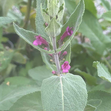 Lepechinia salviae – Pitcher Sage