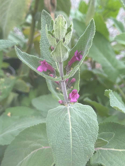 Lepechinia salviae – Pitcher Sage