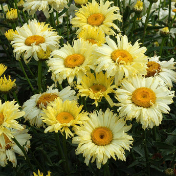 Leucanthemum x superbum 'Goldfinch' – Shasta Daisy