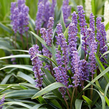 Liriope muscari 'Big Blue' – Lilyturf
