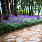 Liriope muscari 'Big Blue' – Lilyturf