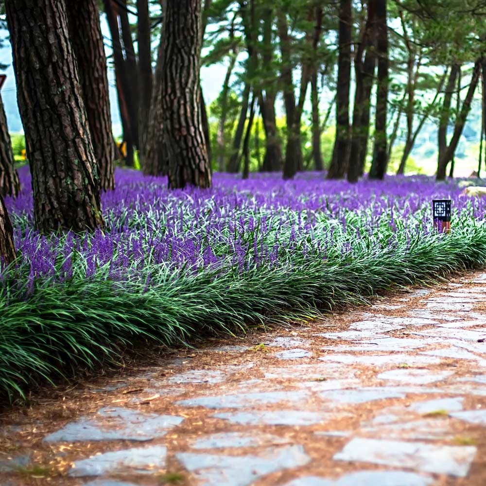 Liriope muscari 'Big Blue' – Lilyturf