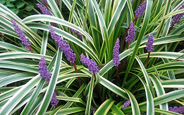 Liriope muscari 'Silvery Sunproof' – Variegated Lilyturf