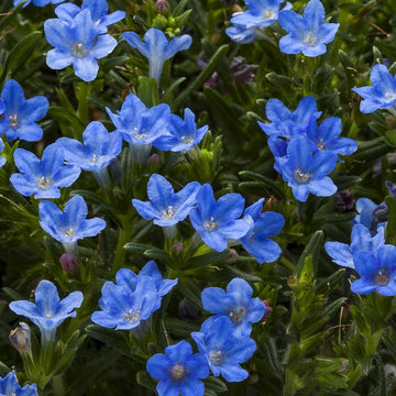 Lithodora diffusa 'Tidepool Sky Blue' – Gromwell