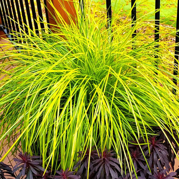 LOMANDRA longifolia 'Miner's Gold'