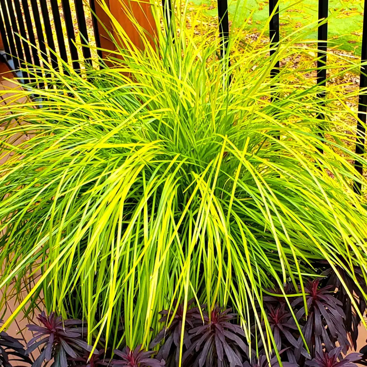 LOMANDRA longifolia 'Miner's Gold'