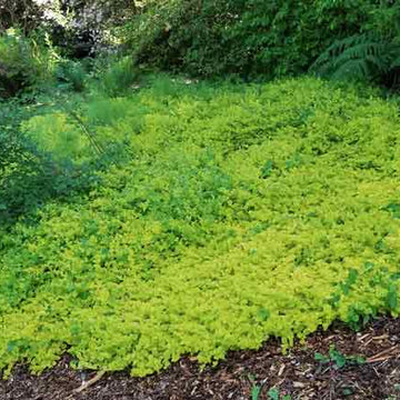 LYSIMACHIA nummularia 'Aurea' (Available Now)