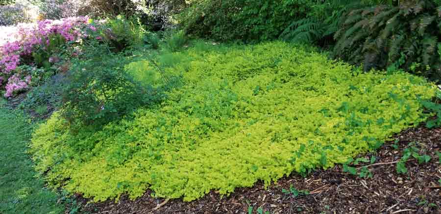 LYSIMACHIA nummularia 'Aurea' (Available Now)