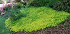 LYSIMACHIA nummularia 'Aurea' (Available Now)