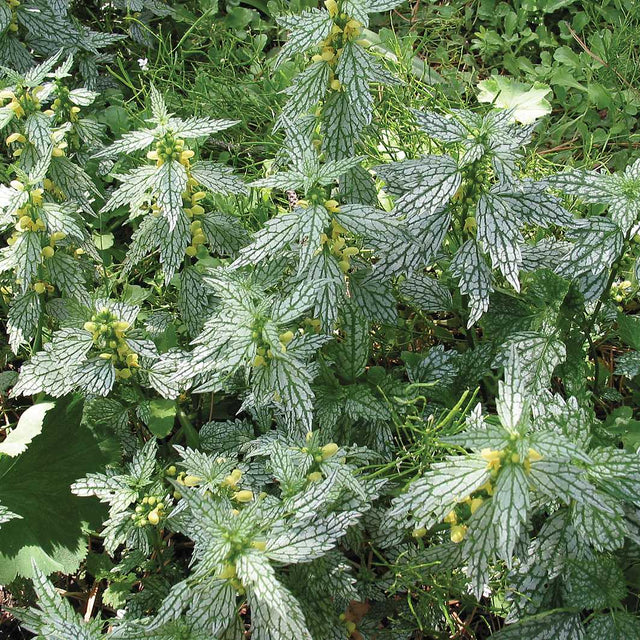 Lamiastrum galeobdolon 'Hermann’s Pride' – Yellow Archangel