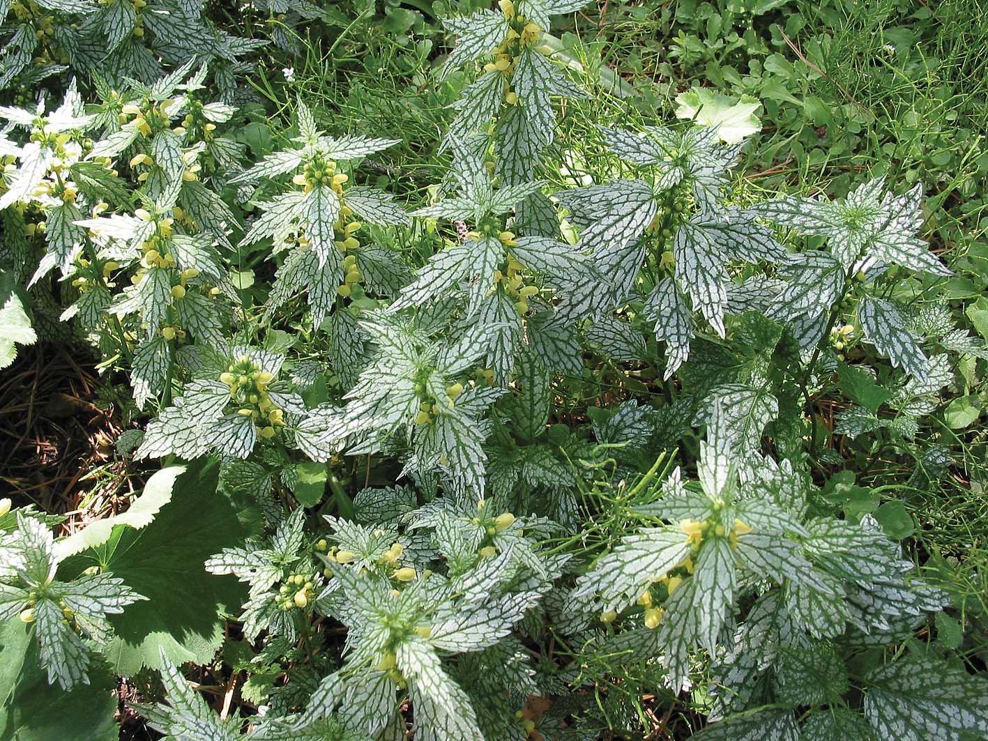 LAMIASTRUM galeobdolon 'Hermann's Pride' (Available Now)