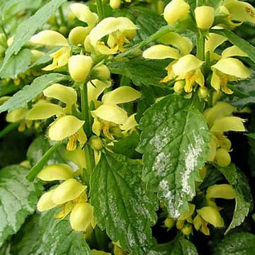 LAMIASTRUM galeobdolon 'Variegatum' (Available Now)