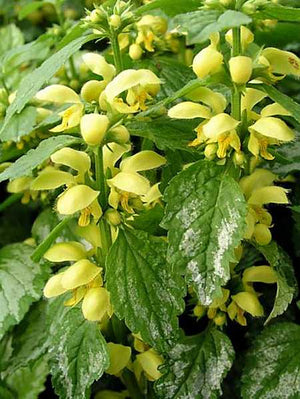 Lamiastrum galeobdolon 'Variegatum' – Yellow Archangel
