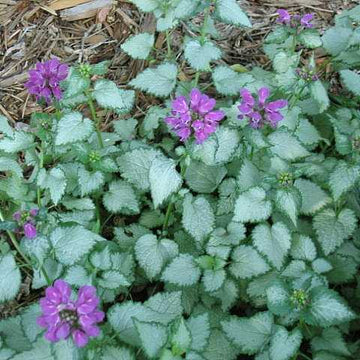 Lamium maculatum 'Beacon Silver' – Spotted Dead Nettle