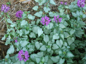 Lamium maculatum 'Beacon Silver' – Spotted Dead Nettle