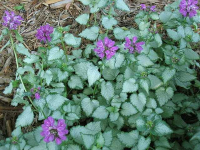 Lamium maculatum 'Beacon Silver' – Spotted Dead Nettle