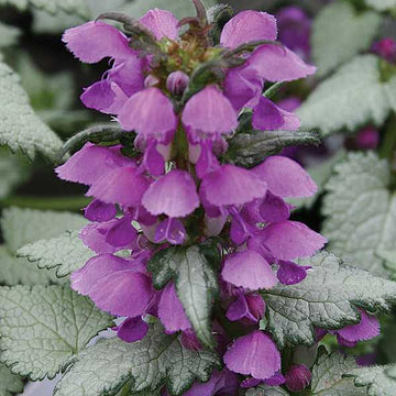 Lamium maculatum 'Ghost' – Spotted Dead Nettle