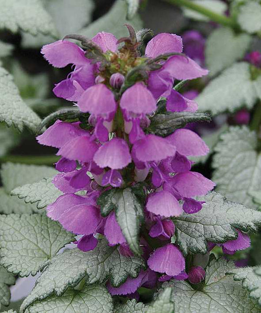 Lamium maculatum 'Ghost' – Spotted Dead Nettle