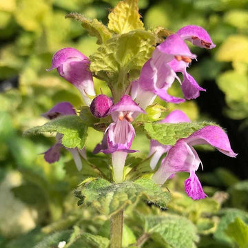 Lamium maculatum 'Aureum' – Golden Dead Nettle