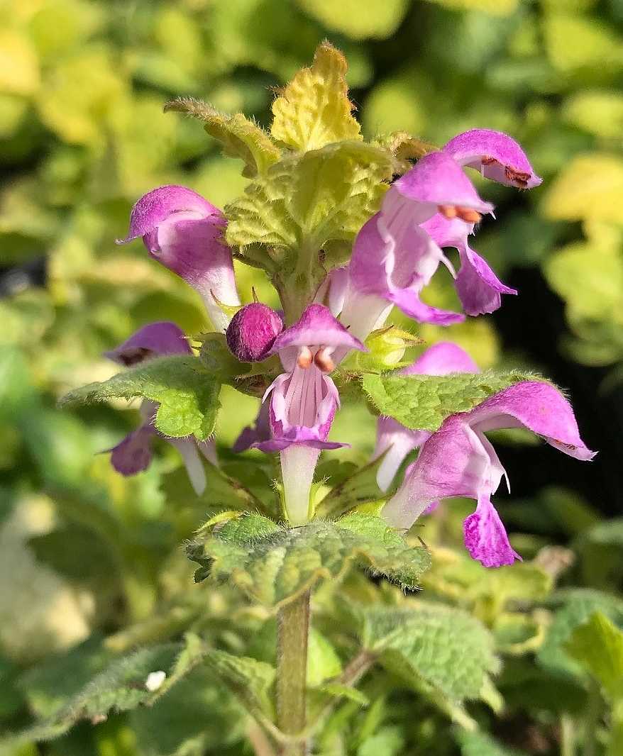 Lamium maculatum 'Aureum' – Golden Dead Nettle
