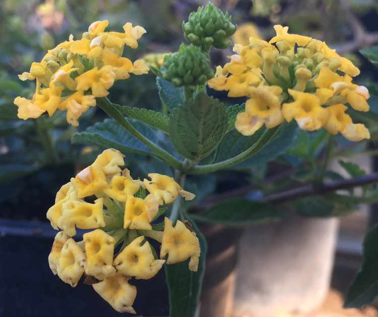Lantana montevidensis 'New Gold' – Trailing Lantana