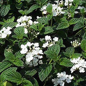 Lantana montevidensis 'Trailing White' – Trailing Lantana