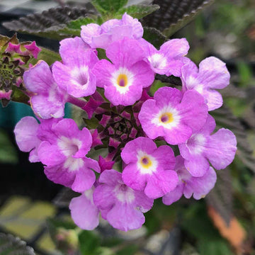 Lantana montevidensis – Weeping Lantana