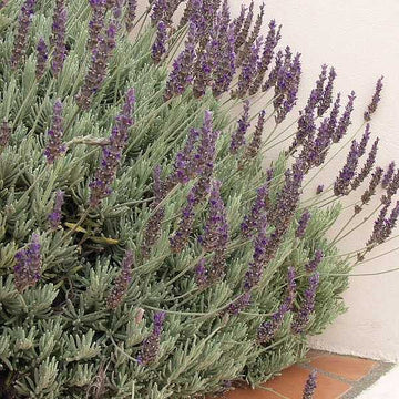 Lavandula x heterophylla 'Goodwin Creek Grey' – Hybrid Lavender