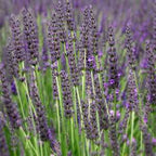 Lavandula x intermedia 'Grosso' – Lavandin