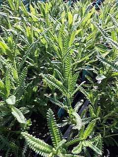 Lavandula dentata 'Green' – French Lavender