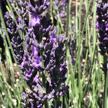 Lavandula x intermedia 'Phenomenal' – Hybrid Lavender