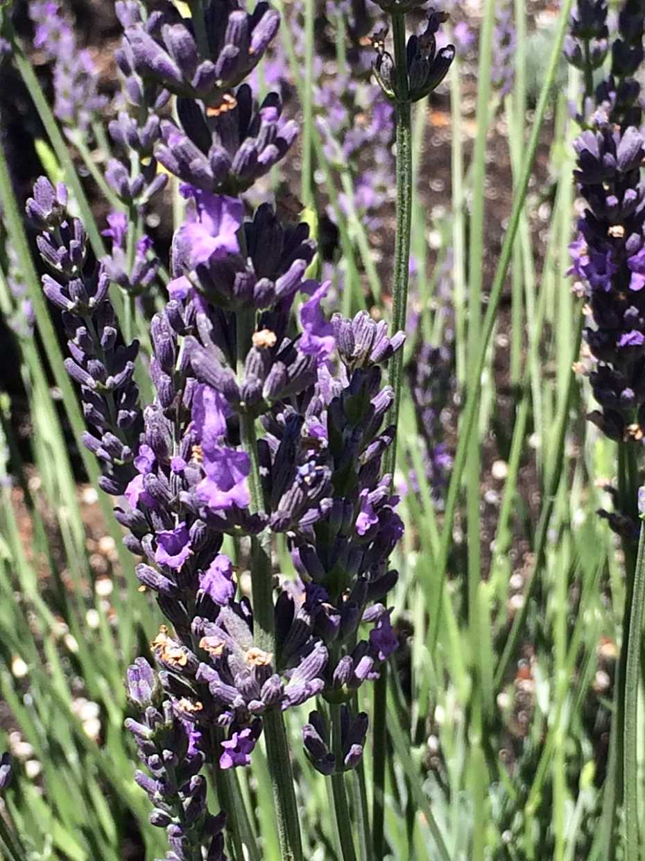 Lavandula x intermedia 'Phenomenal' – Hybrid Lavender