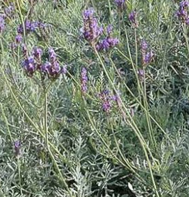 Lavandula pinnata – Fernleaf Lavender